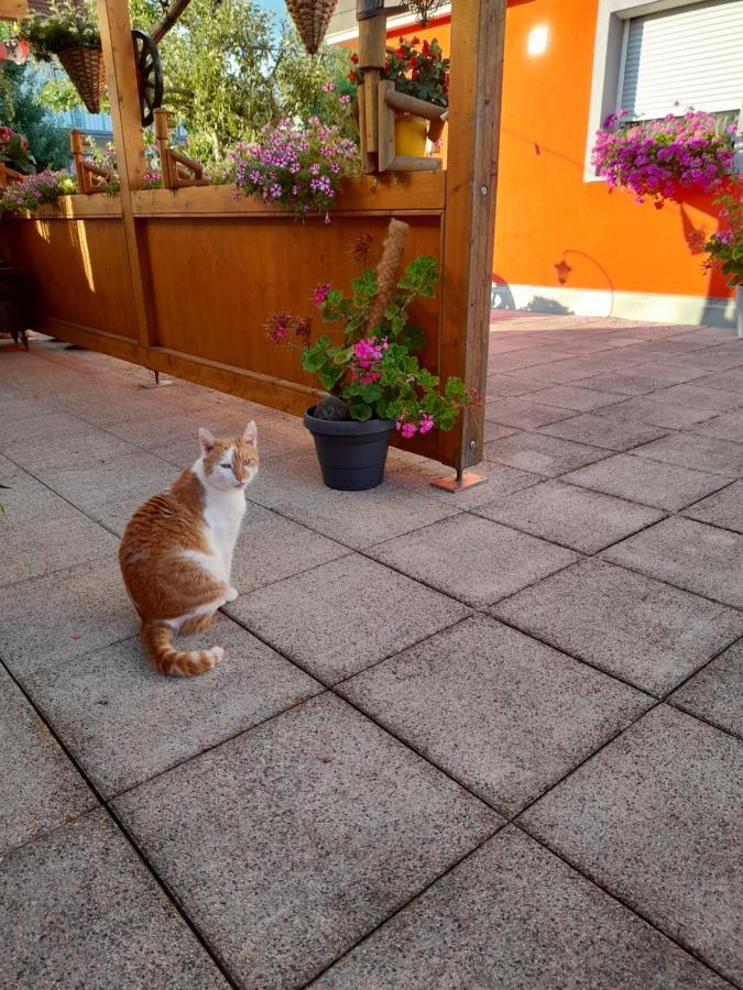 Appartement Trollenhof *